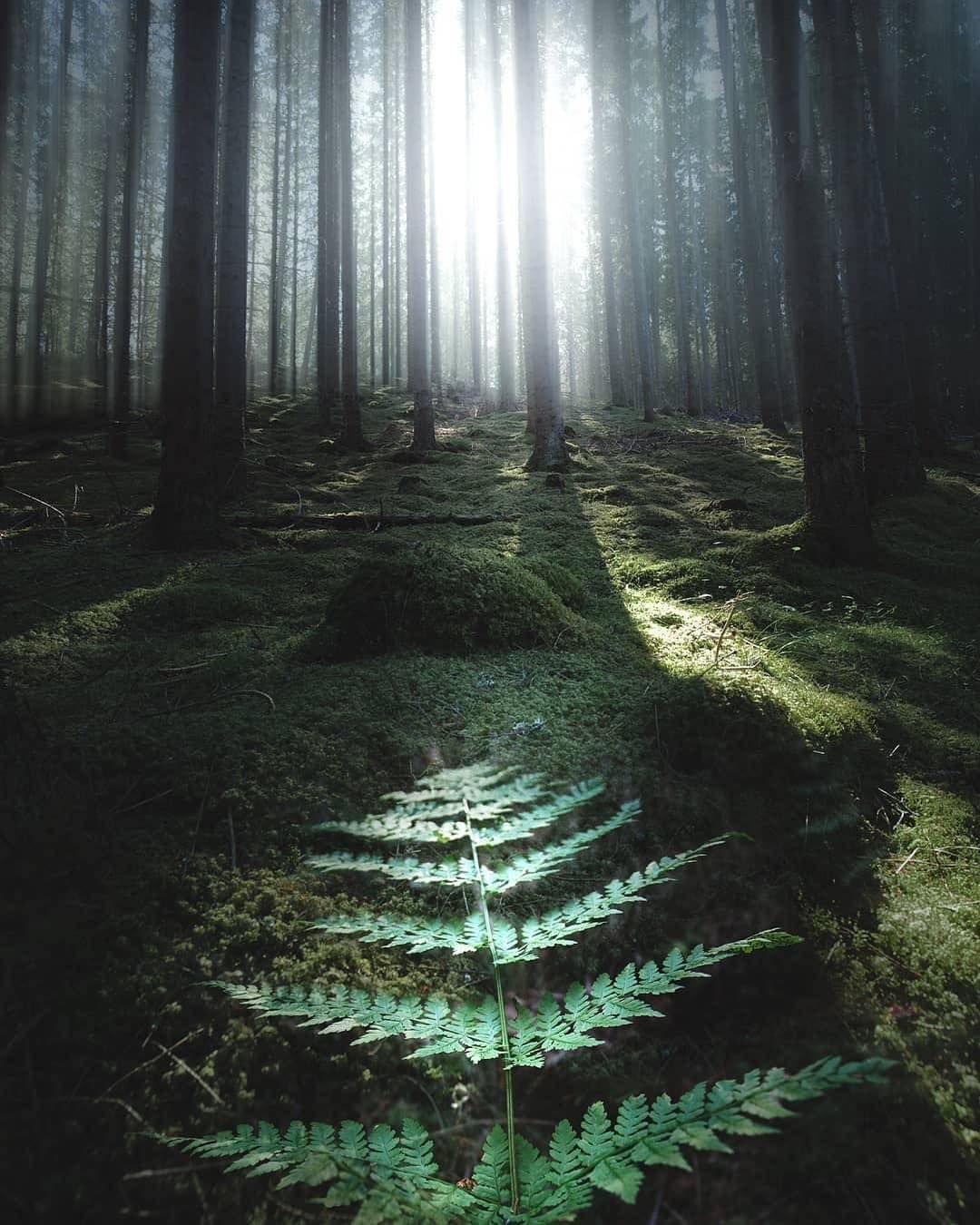 Борн-Вудс лес