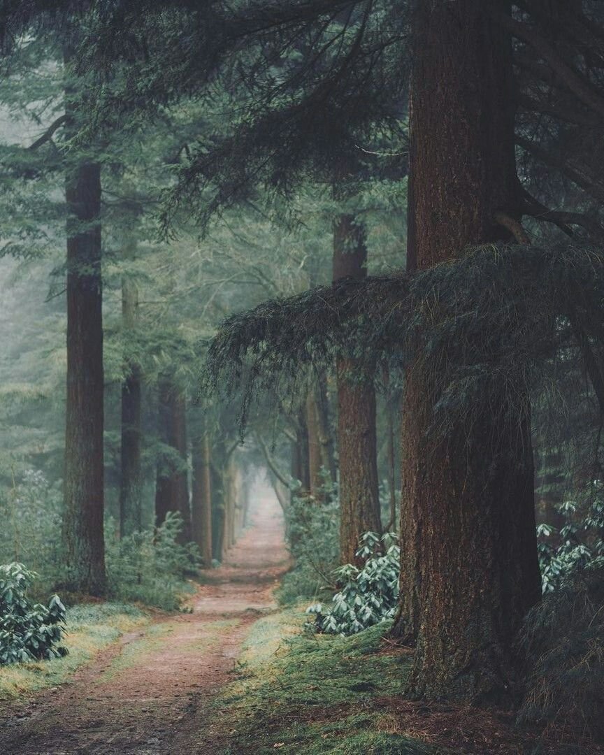 Скандинавские пейзажи загадочный лес