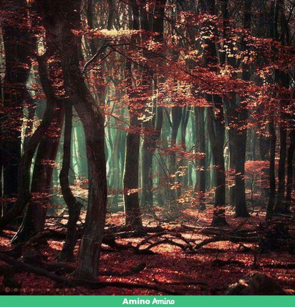 Лес Вистмана, Англия