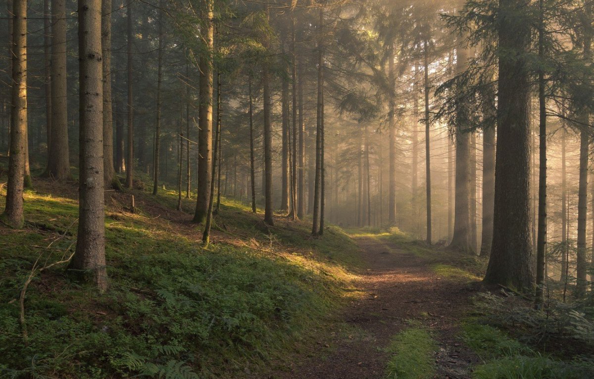 Туманный лес Слизерин