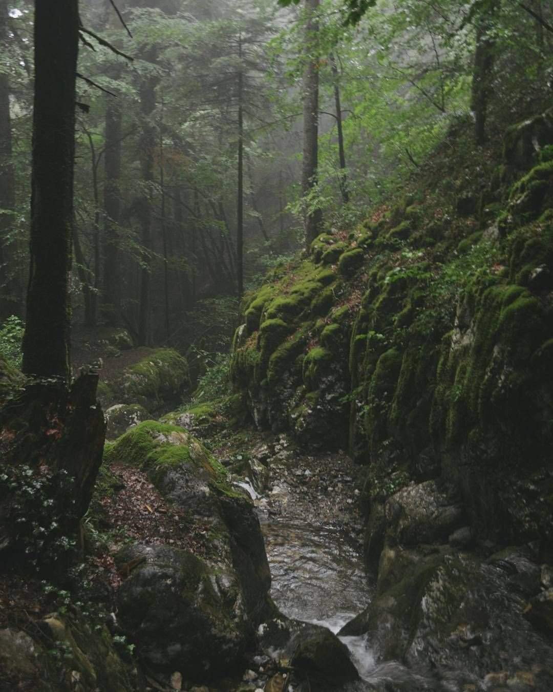 Сказочный лес