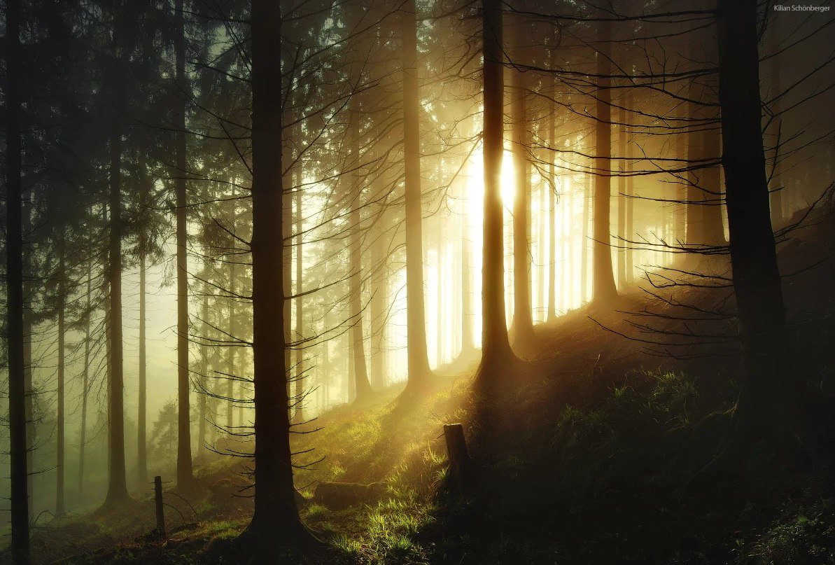 Таинственный лес картинки