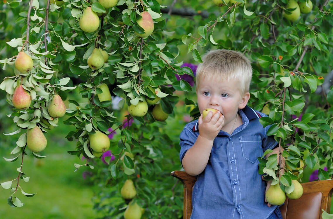 Грушевое дерево вектор