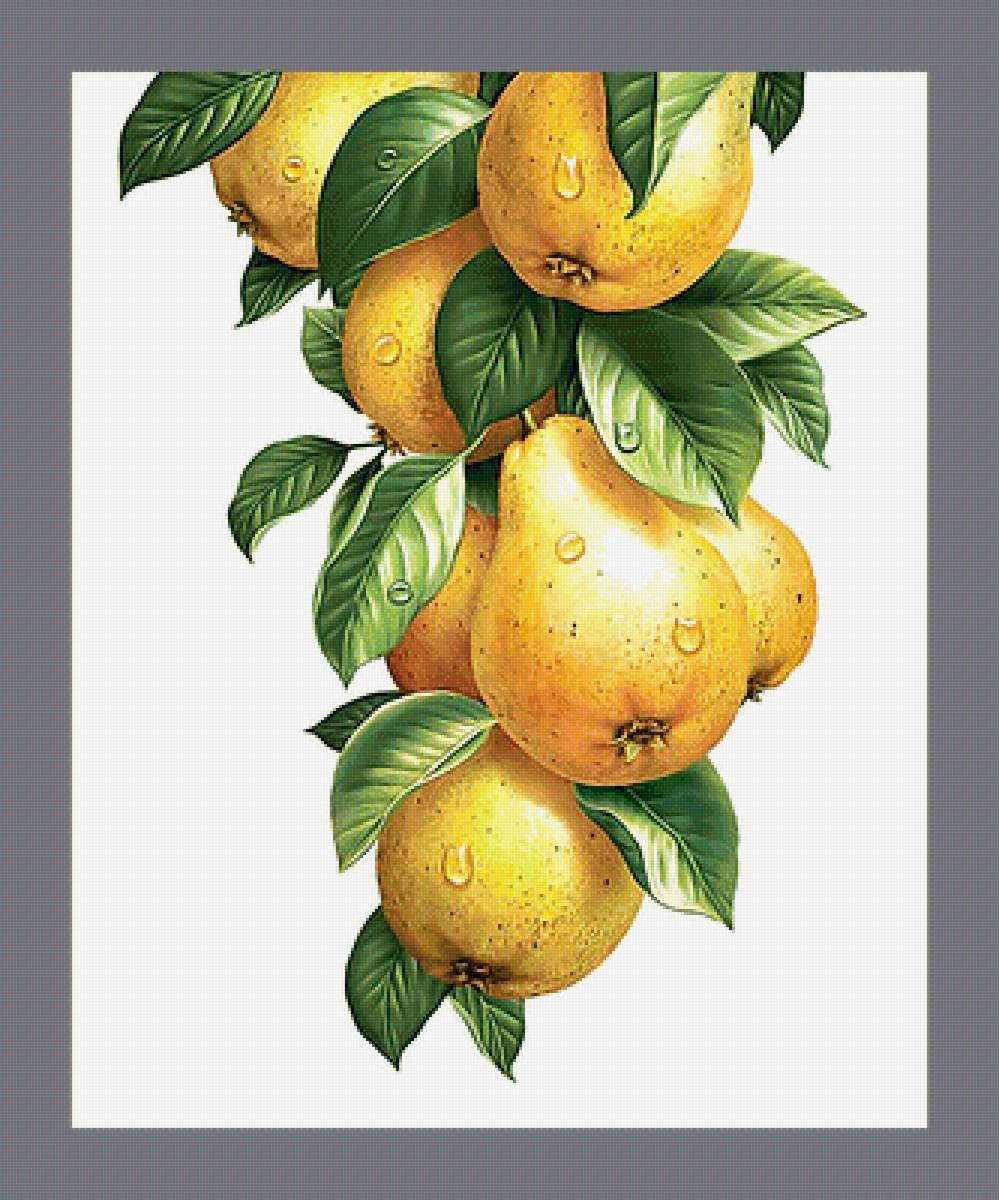 Груша в саду