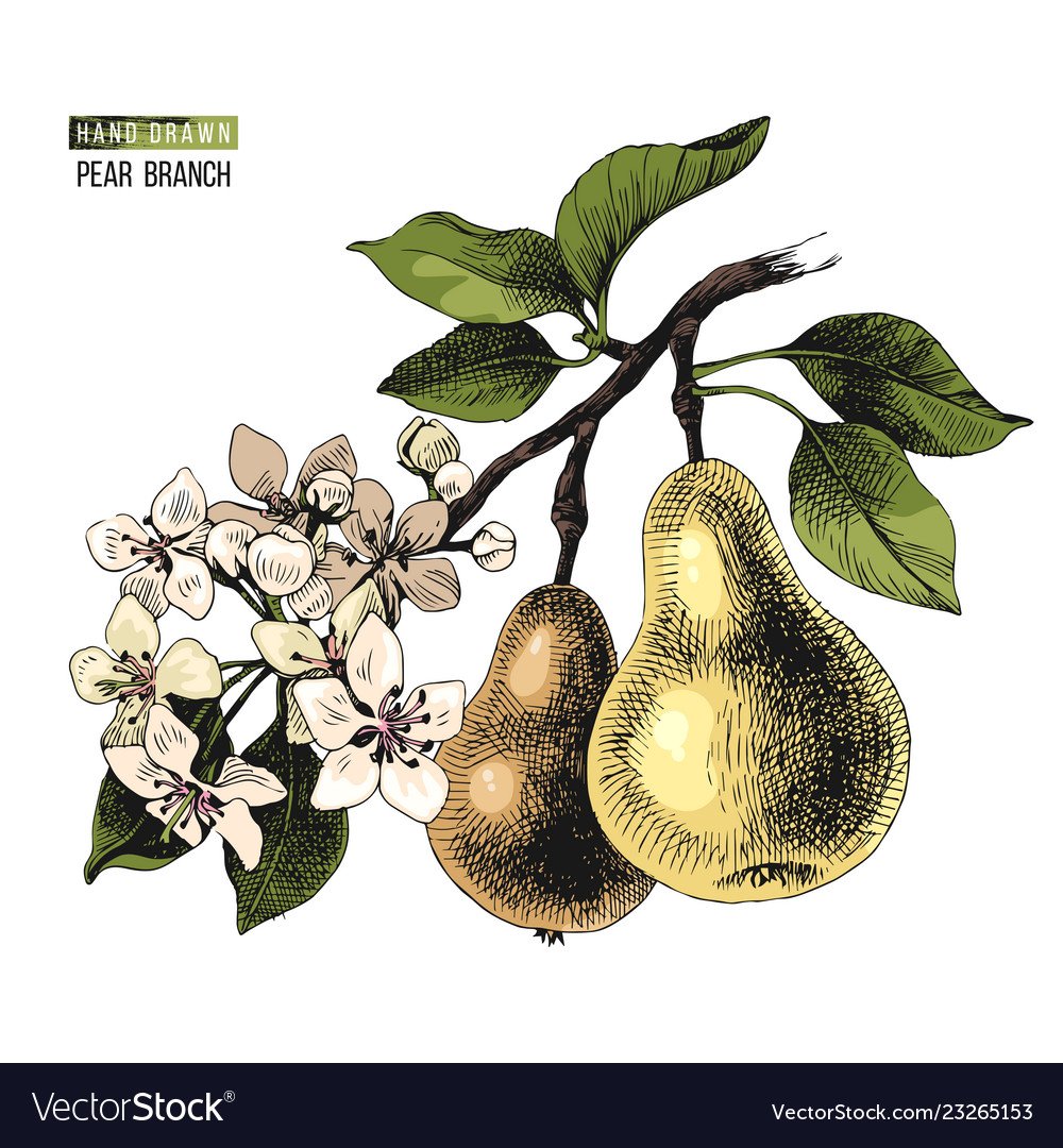 Груша дерево для дошкольников