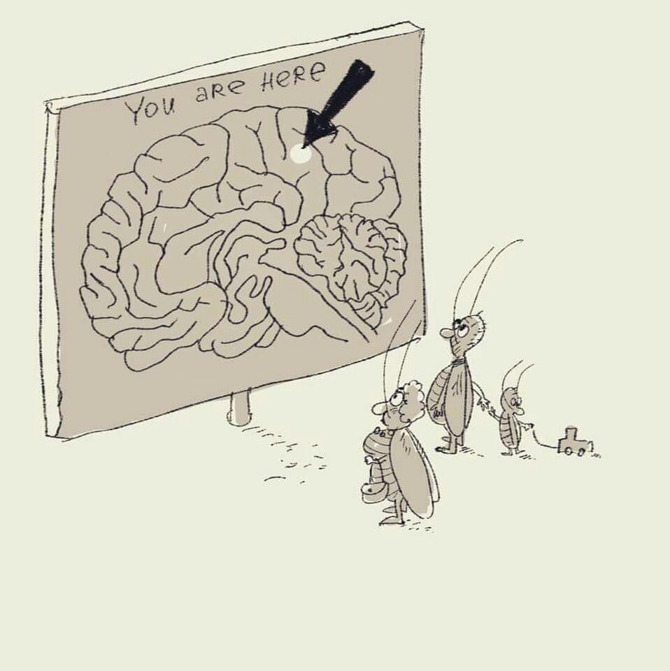 Милый таракан