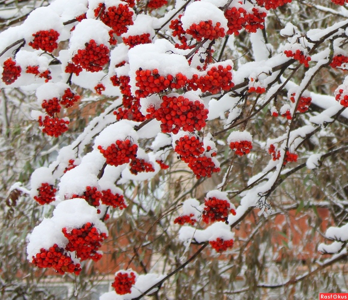 Первый снег красота