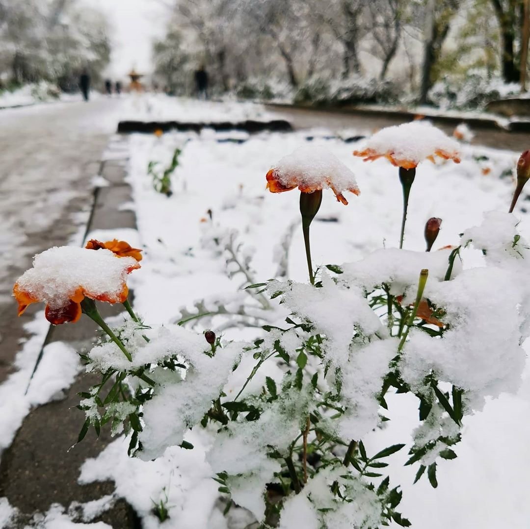 Первый снег