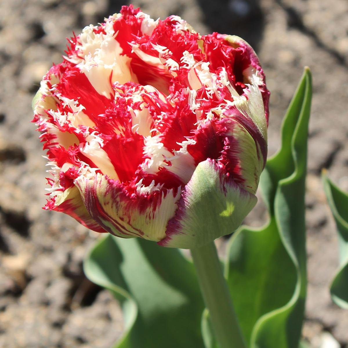 Пионы и тюльпаны