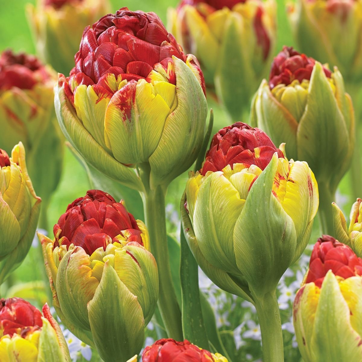 Тюльпан махровый бахромчатый Катар