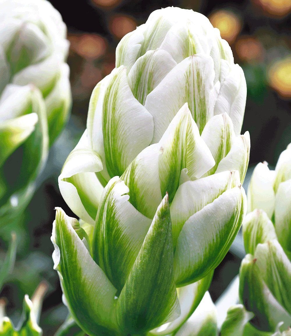 Тюльпан Миранда (Miranda)