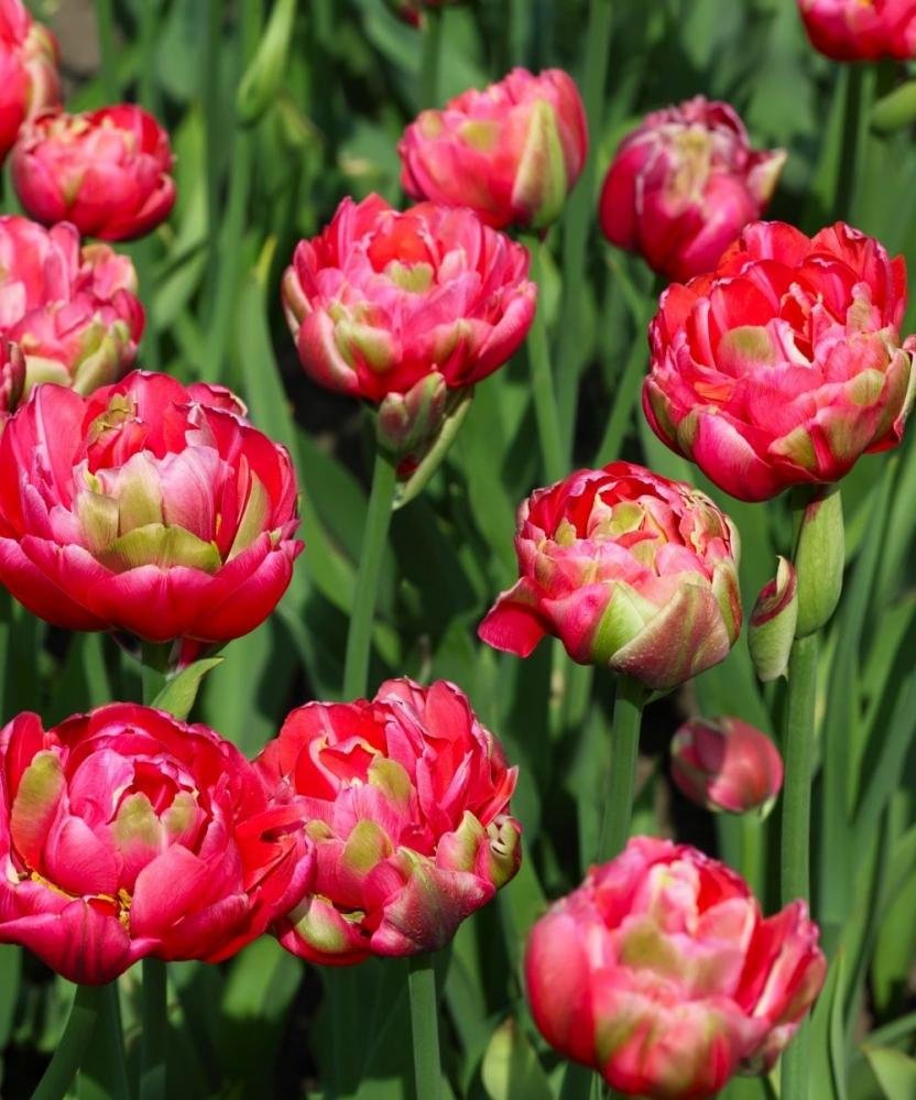 Тюльпан Сан Ремо