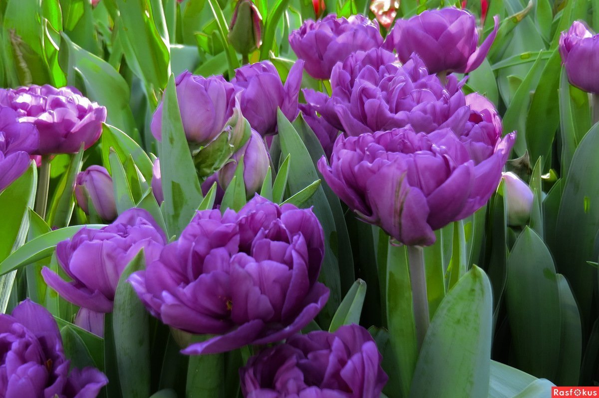 Тюльпан Грин Вейв