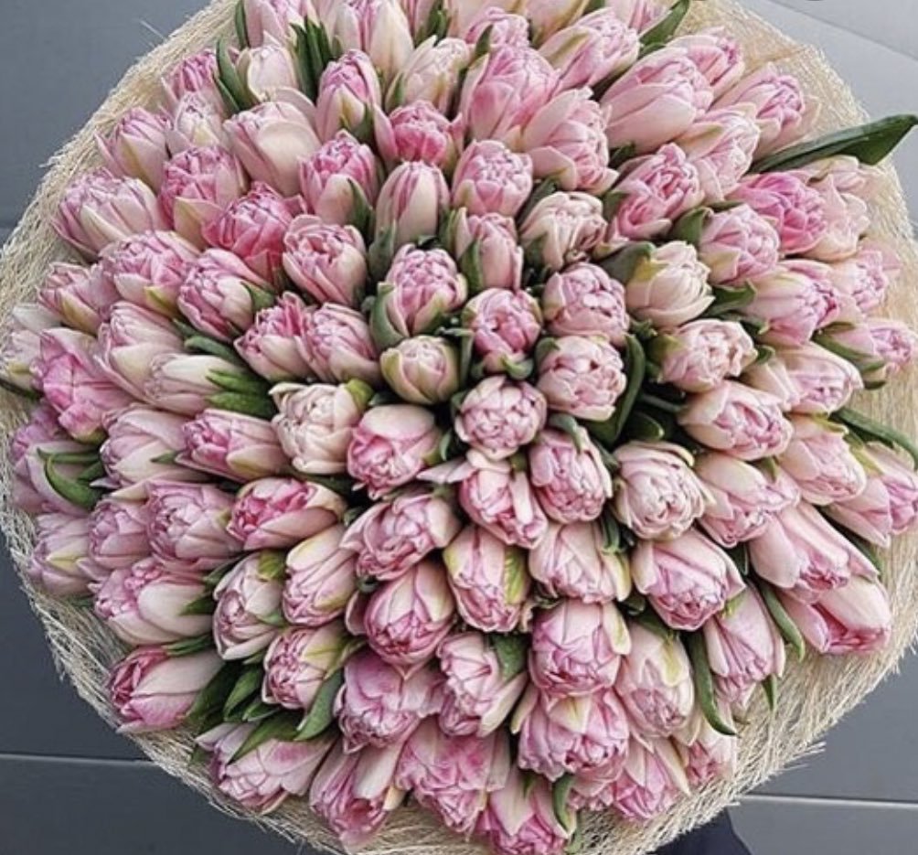 Тюльпан Айкон