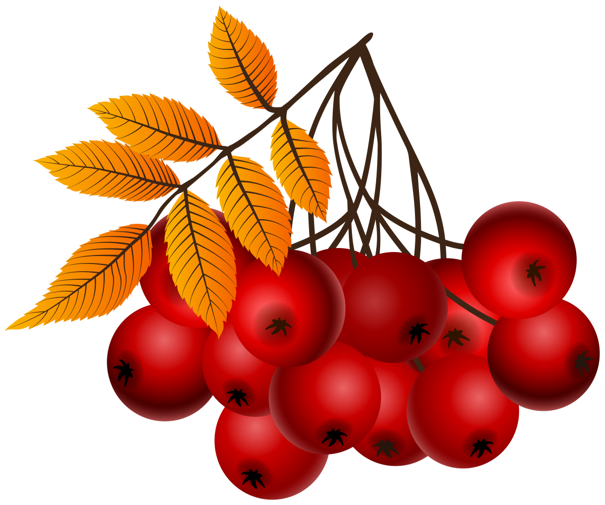Рябина на прозрачном фоне