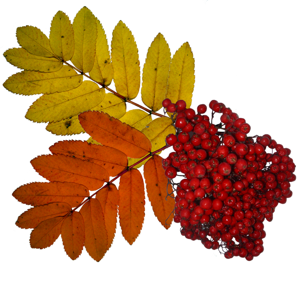 Sorbus aucuparia лист