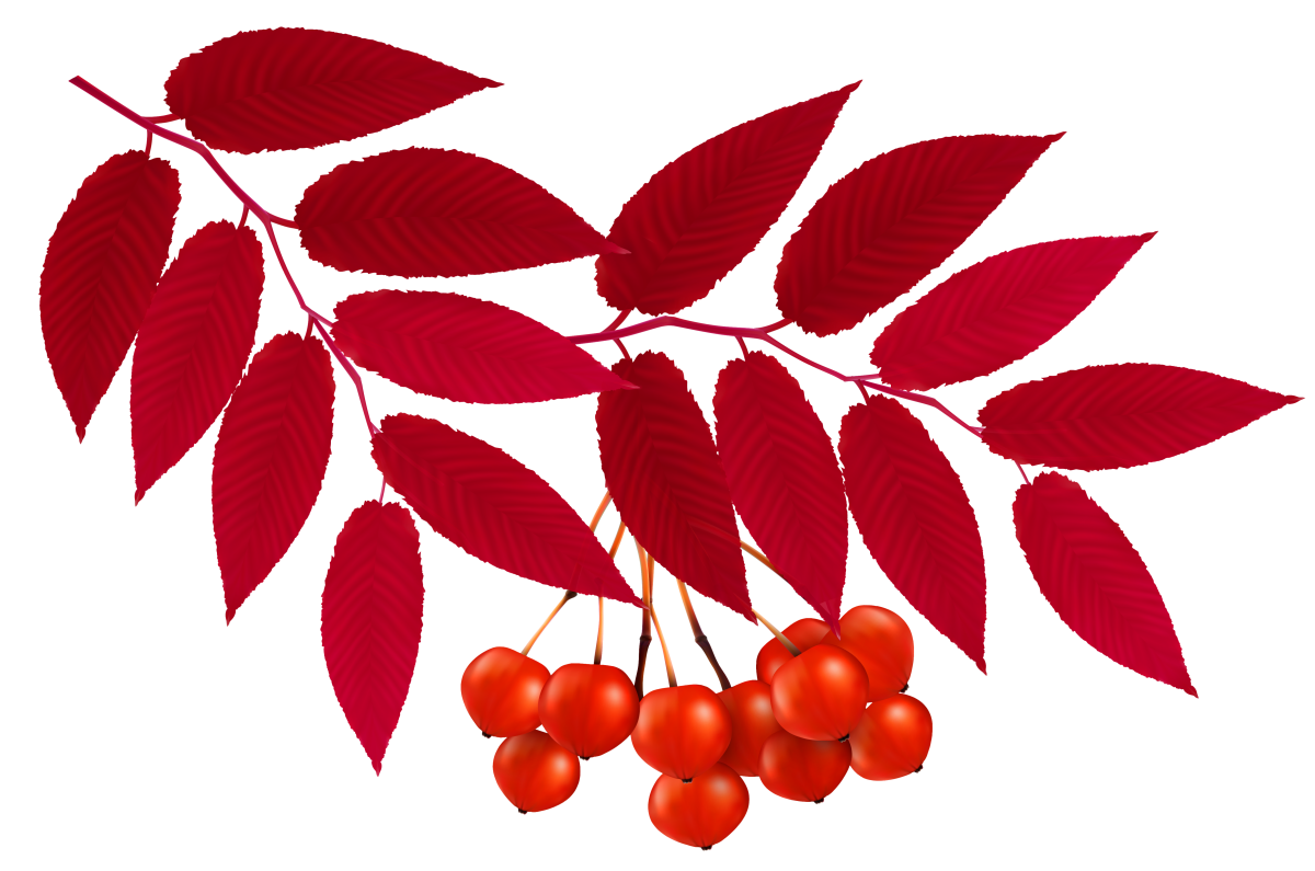 Листик рябины