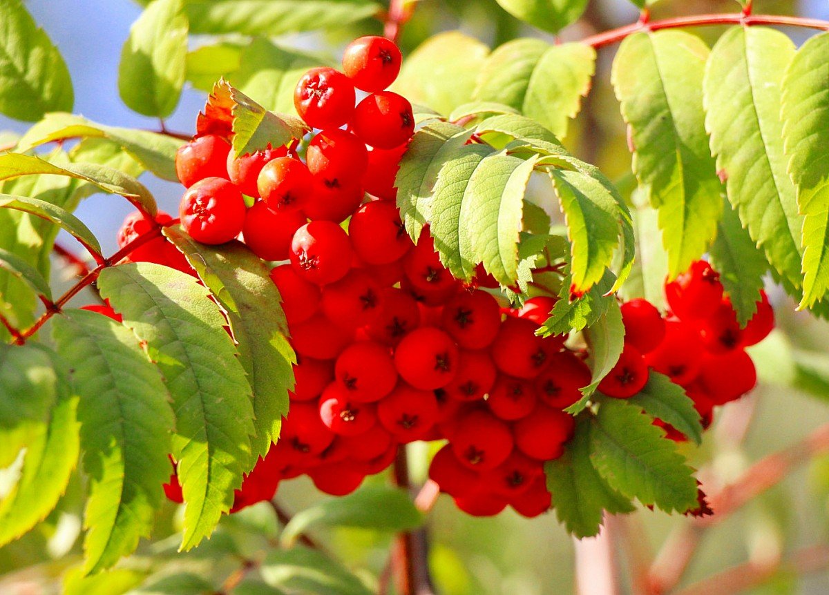 Рябина Рубиновая