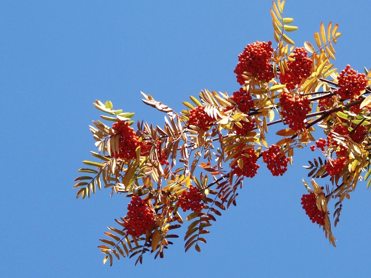 Рябина осенью