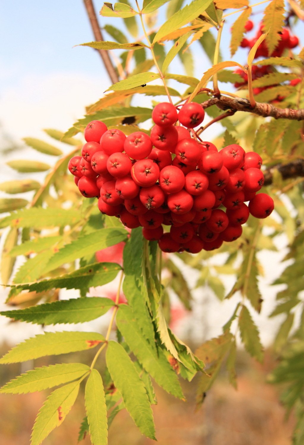 Рябина обыкновенная ветка