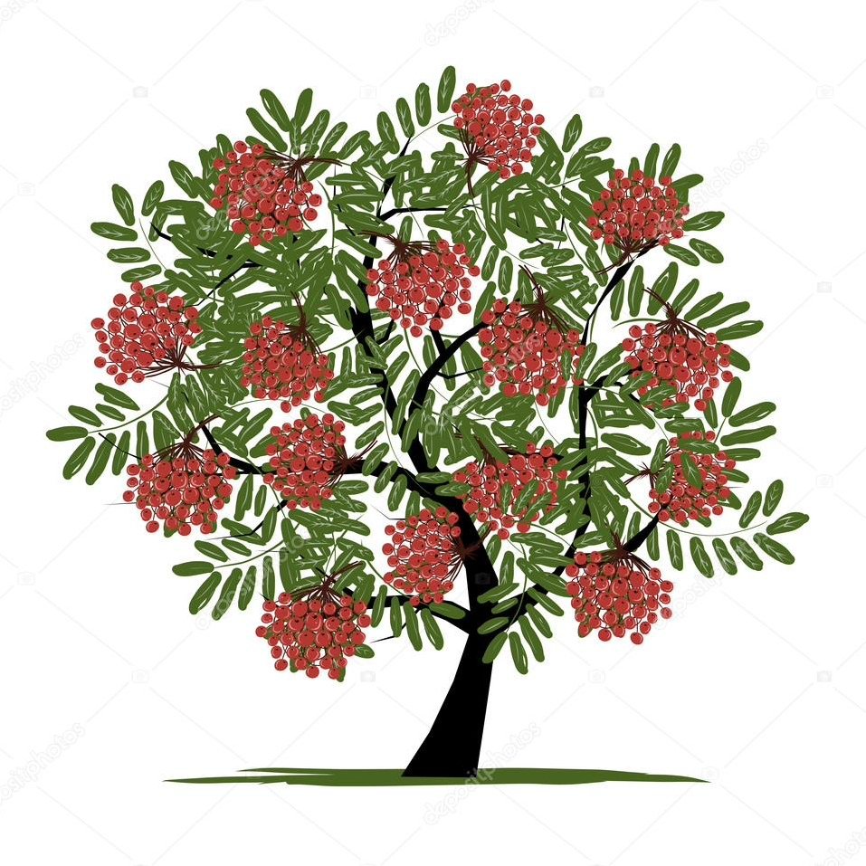 Рябина обыкновенная Сказочная