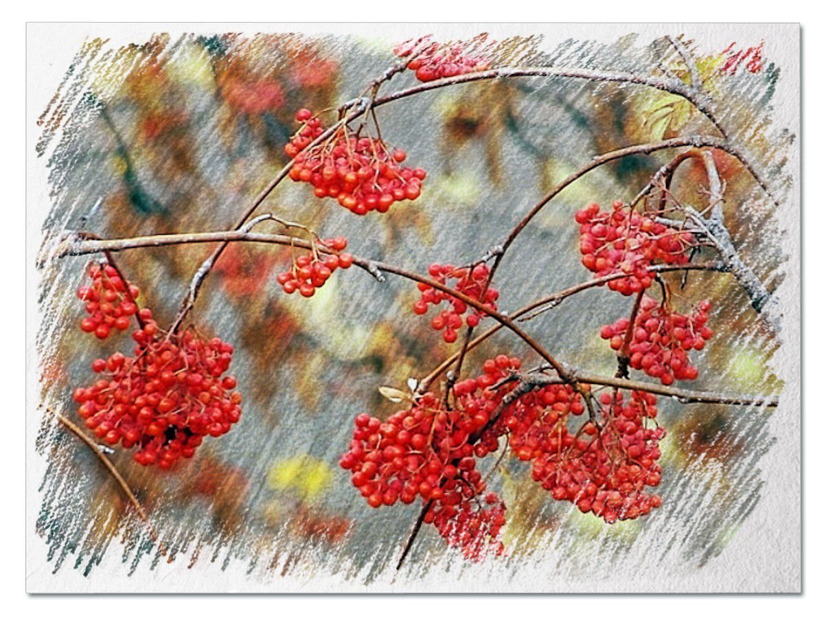 Кисть рябины рисунок