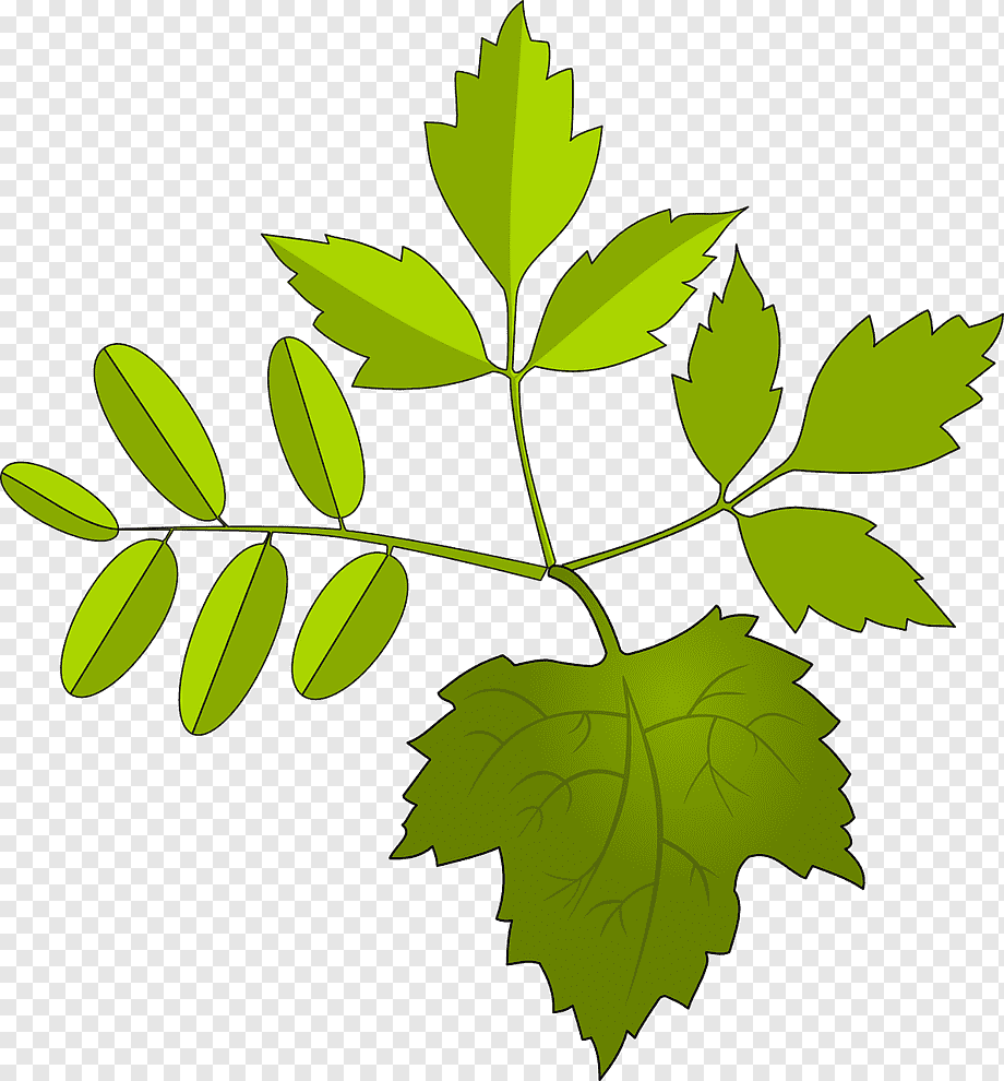 Листок клипарт