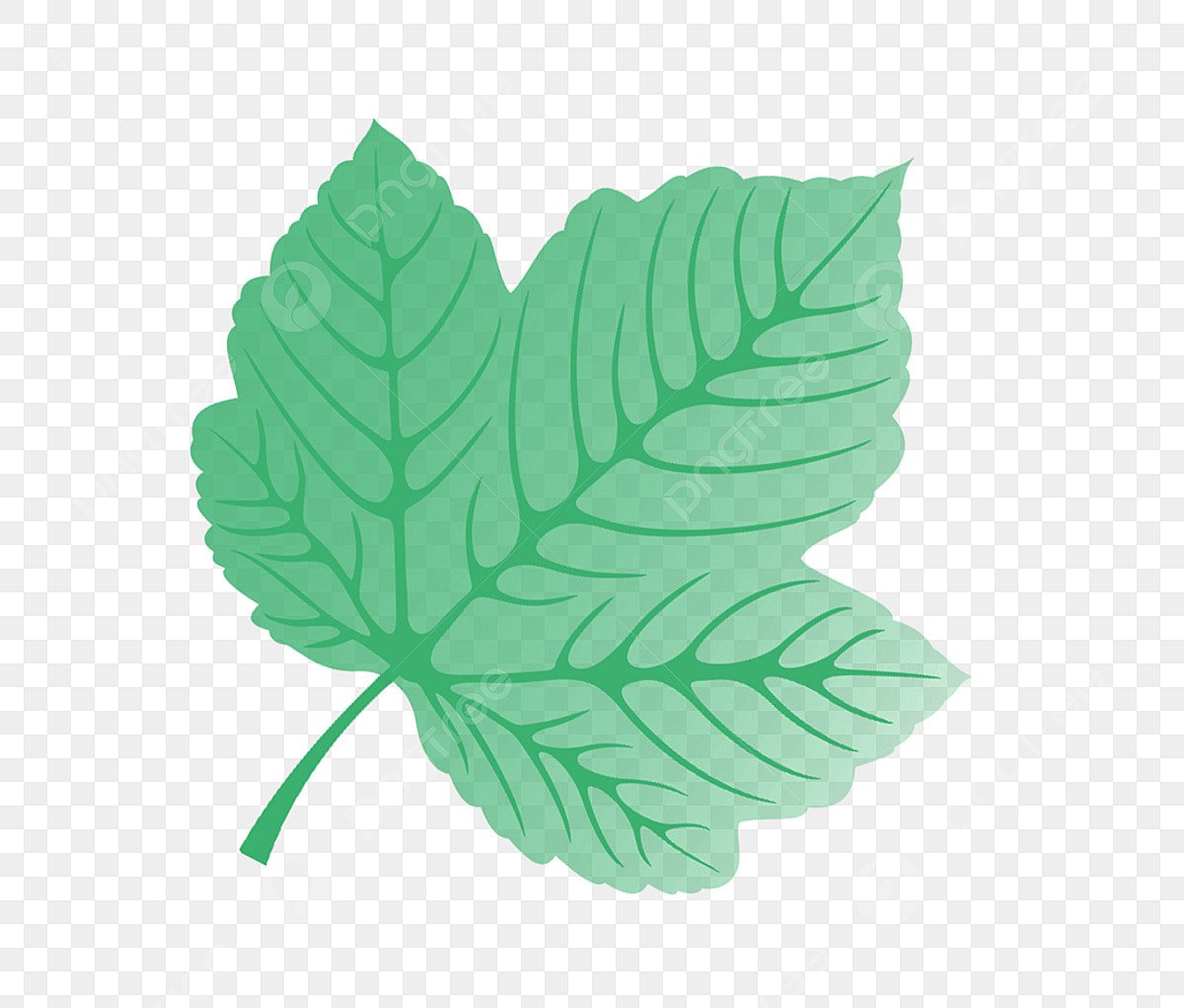 Как нарисовать зеленый лист