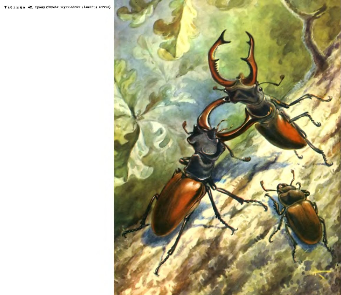 Polyphaga Разноядные жуки