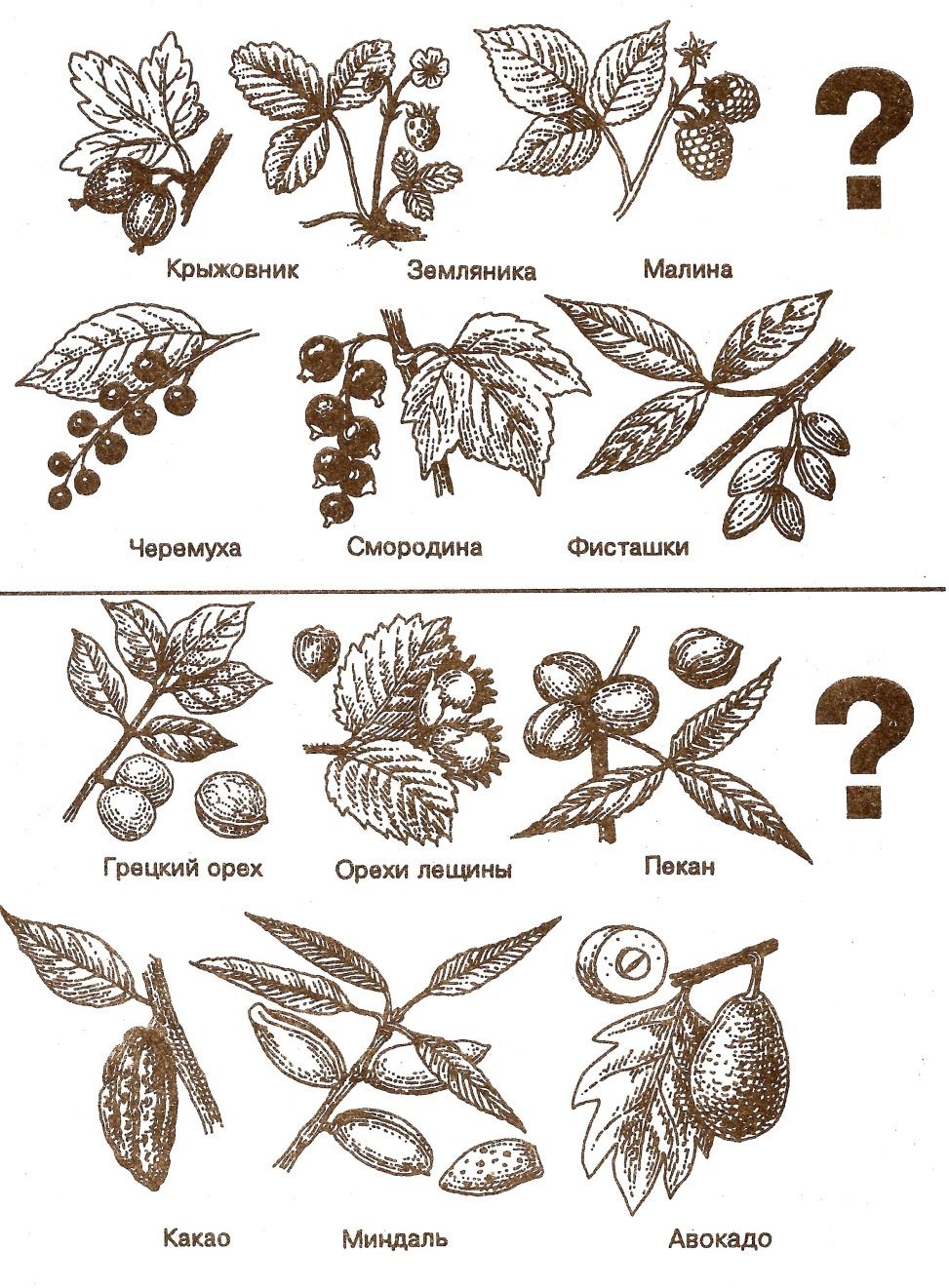 Культурное растение рисунок