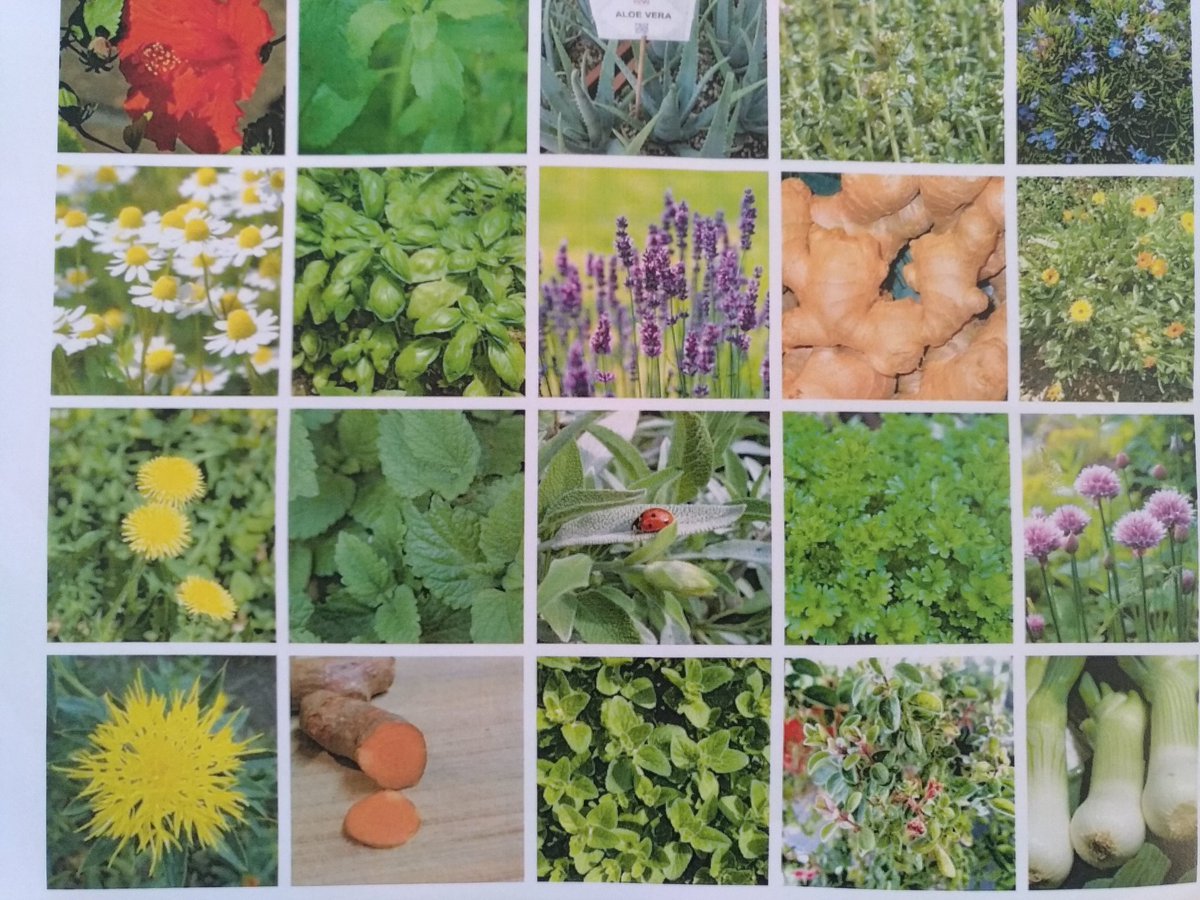 Лекарственные растения