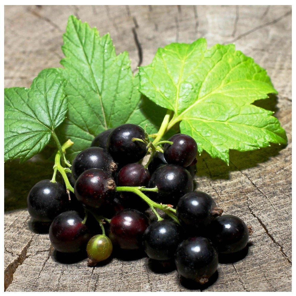 Cassis черная смородина