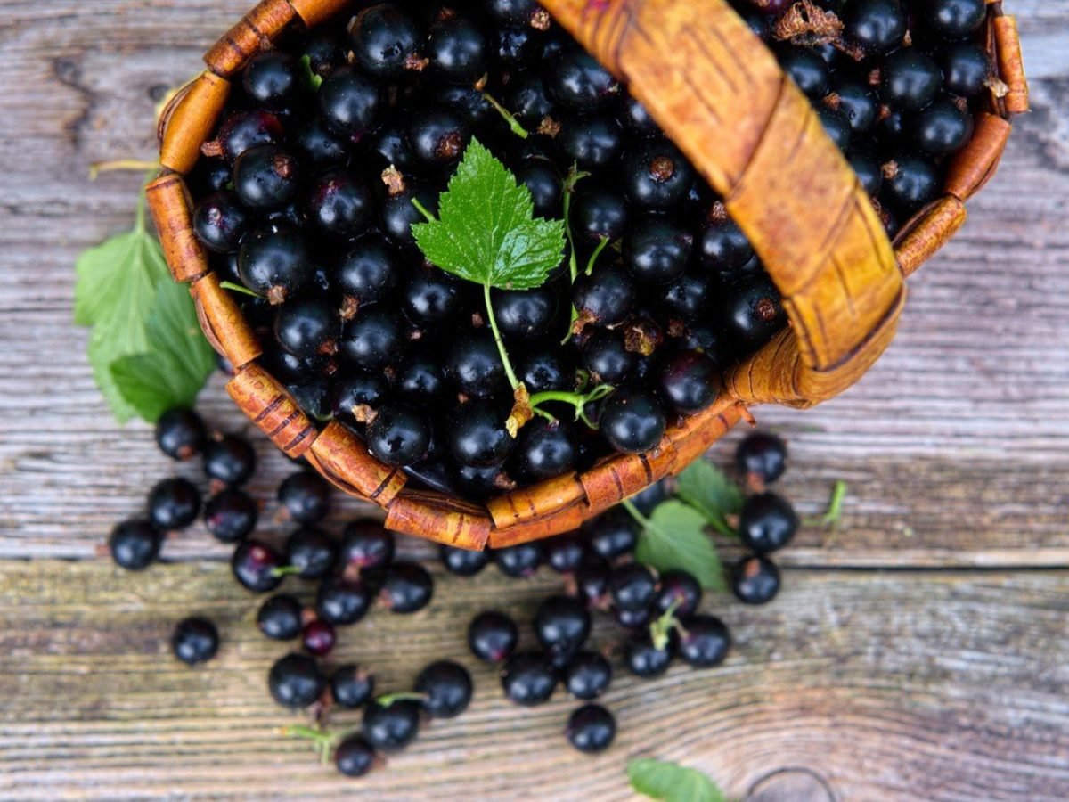 Моченая смородина