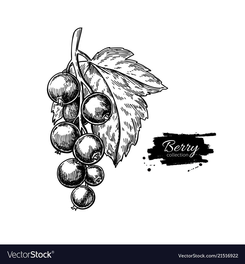 Ягоды малина клубника черная смородина крыжовник