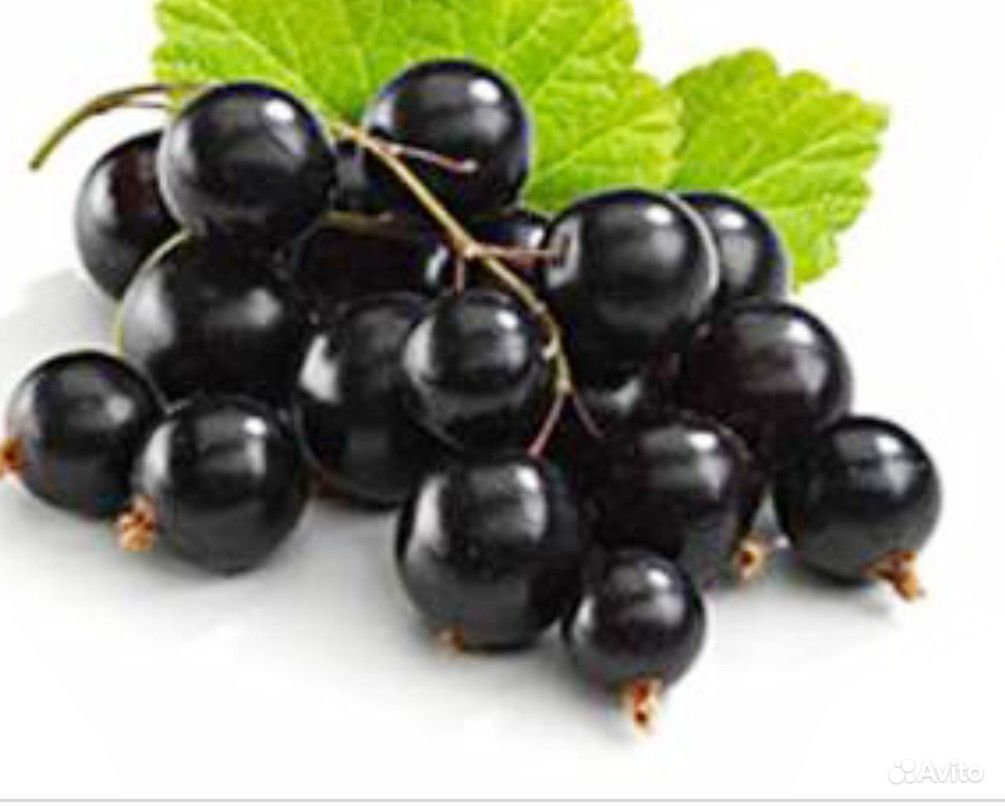 Ветка черной смородины