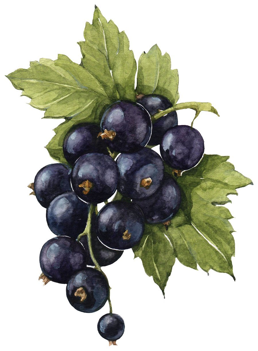 Черноплодная рябина вектор