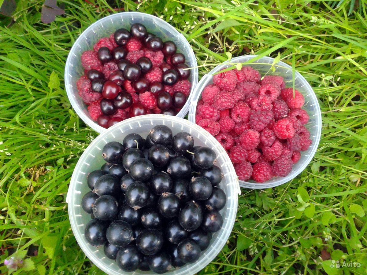 Черная смородина без фона