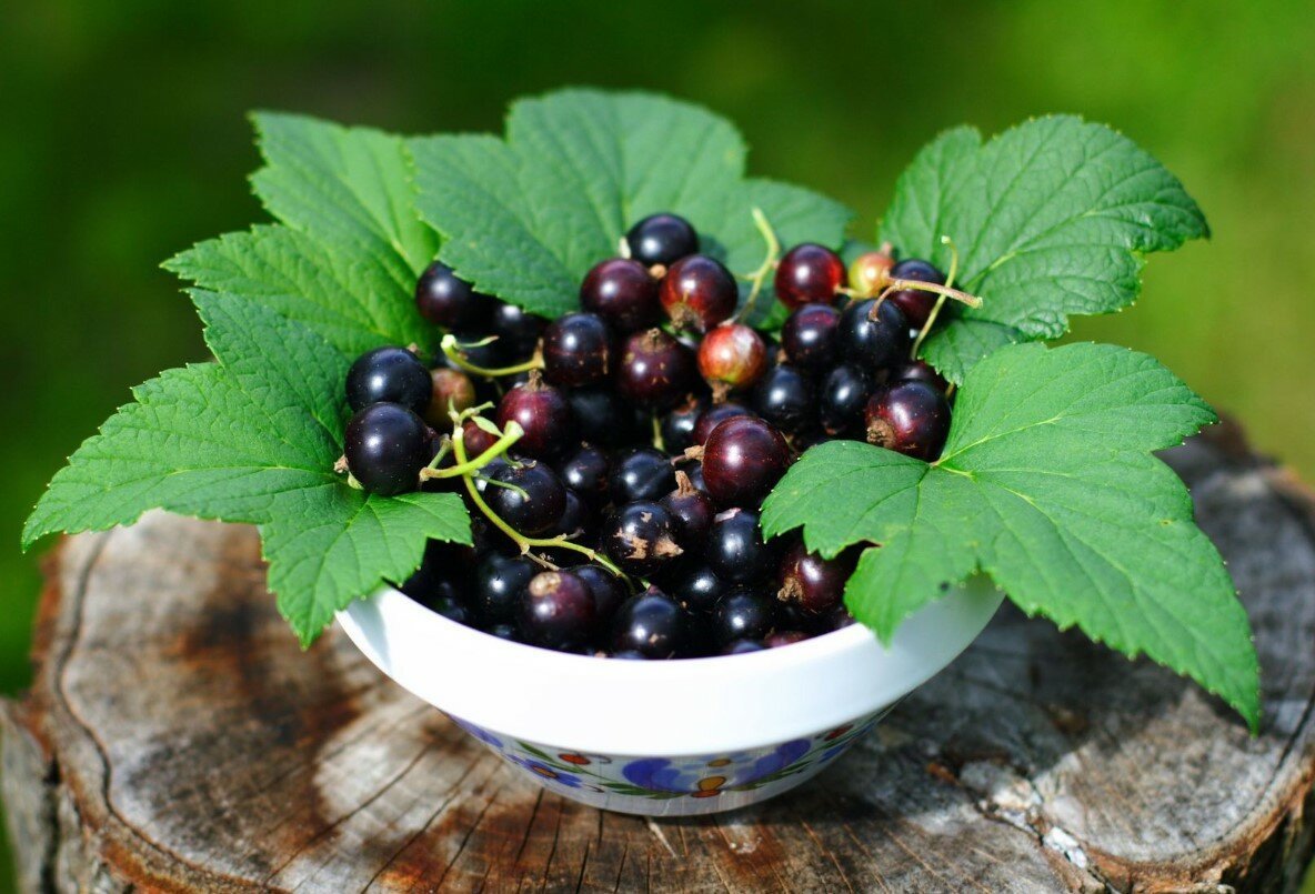 Чёрная смортдина акварель