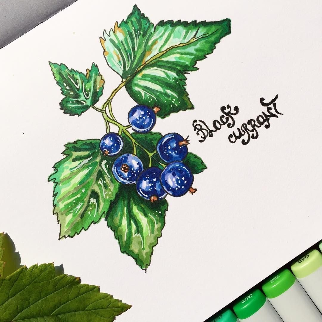 Смородина черная Фармакогнозия