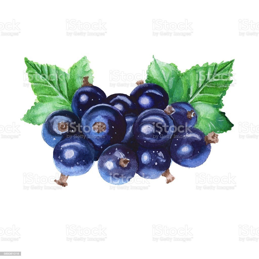 Black Currant черная смородина