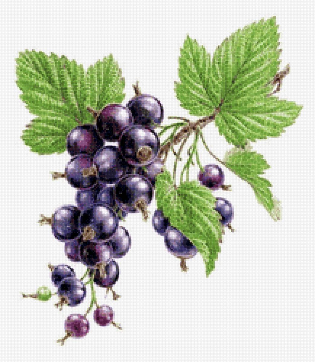 Черная смородина акварель
