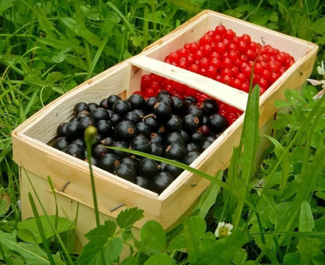 Смородина в огороде