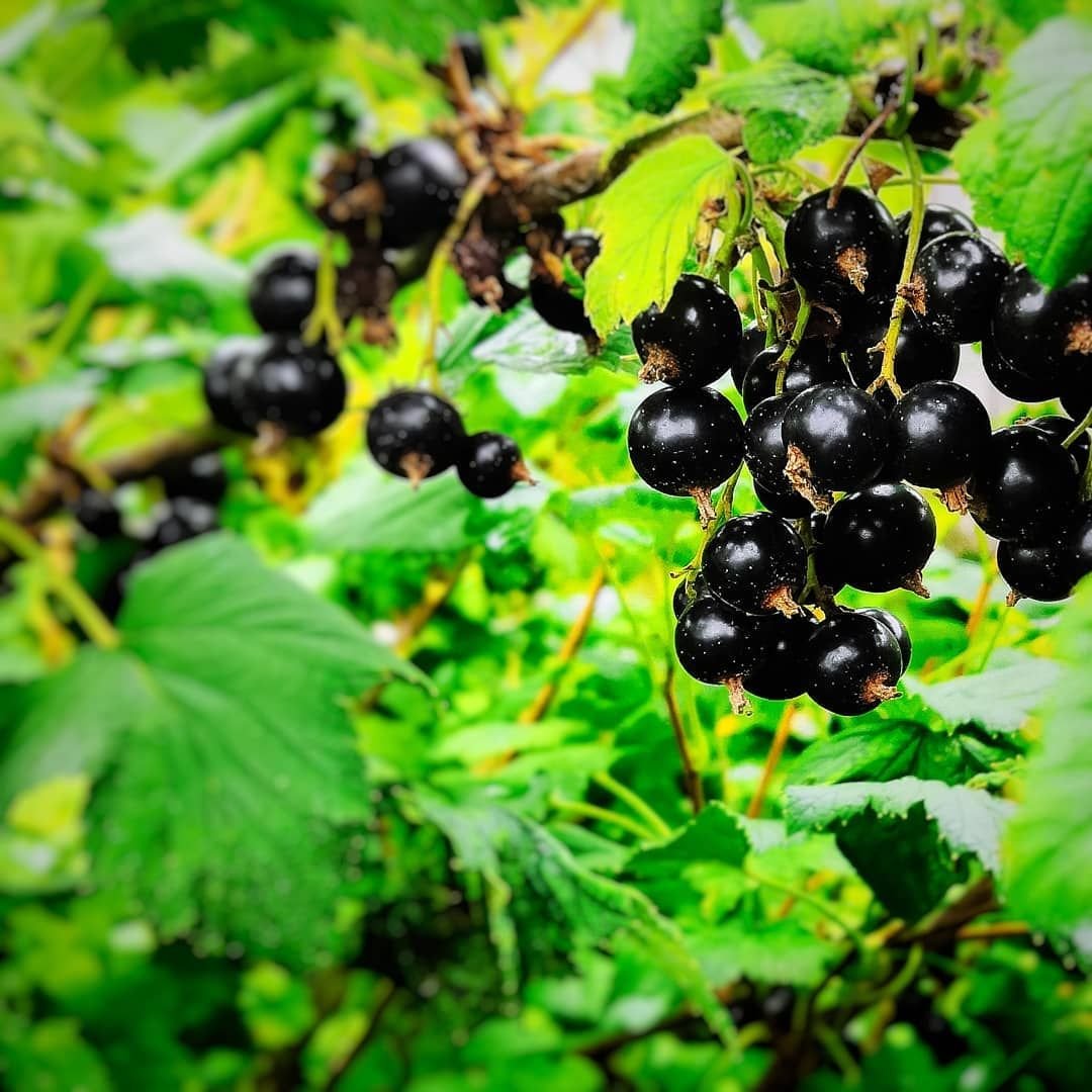 Смородина эскиз