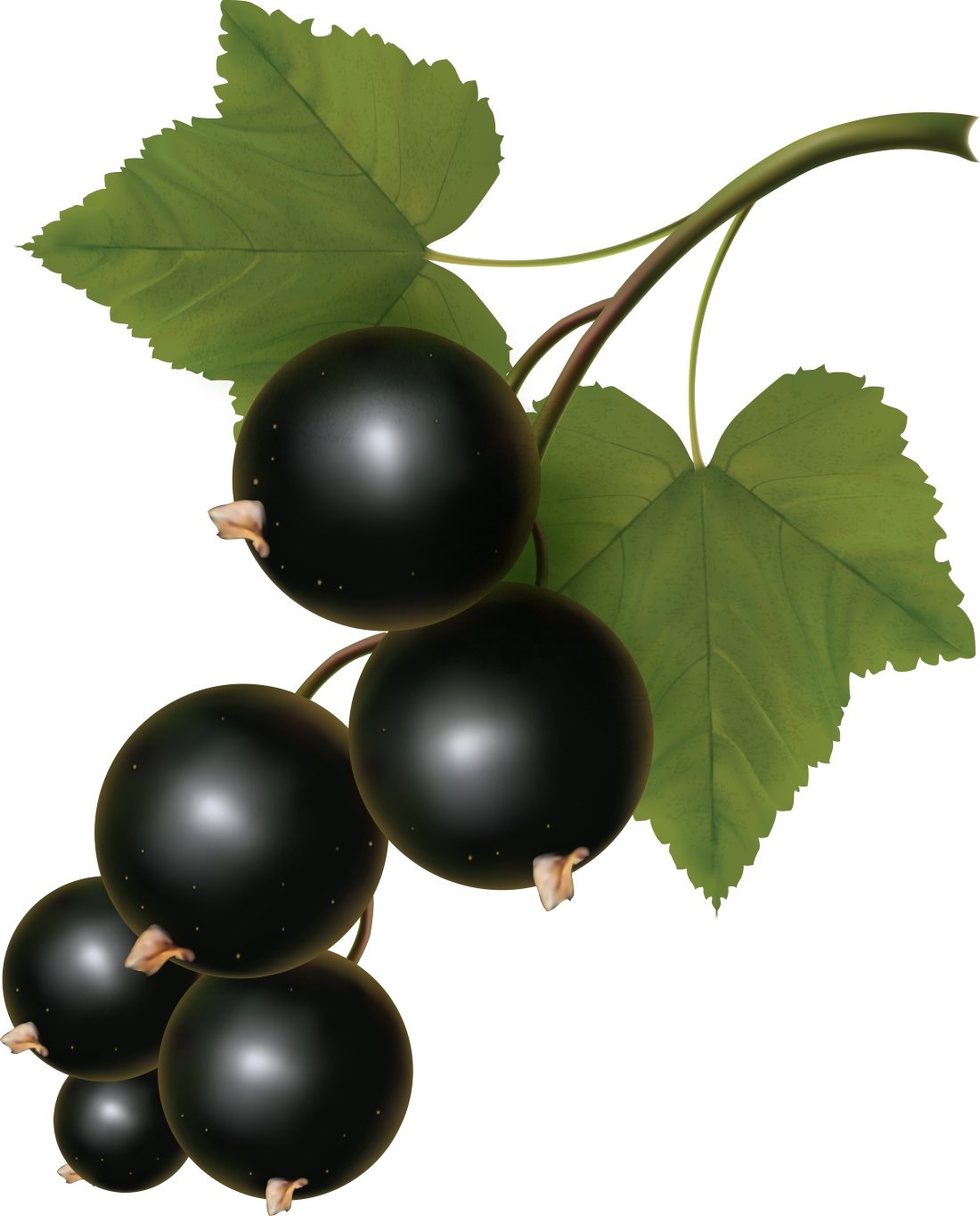 Чем полезна чёрная смородина для организма человека