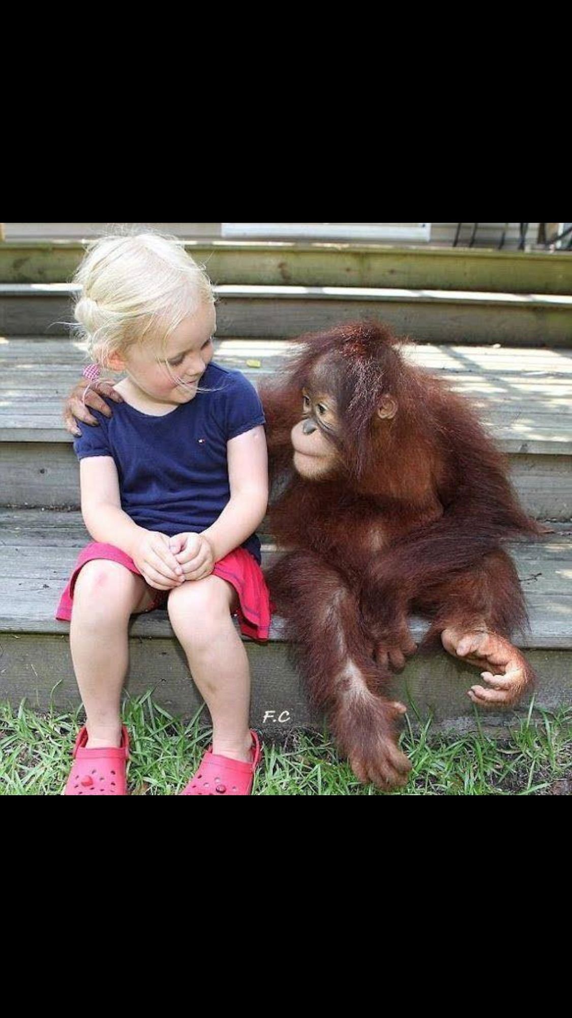 Забавные дети и животные