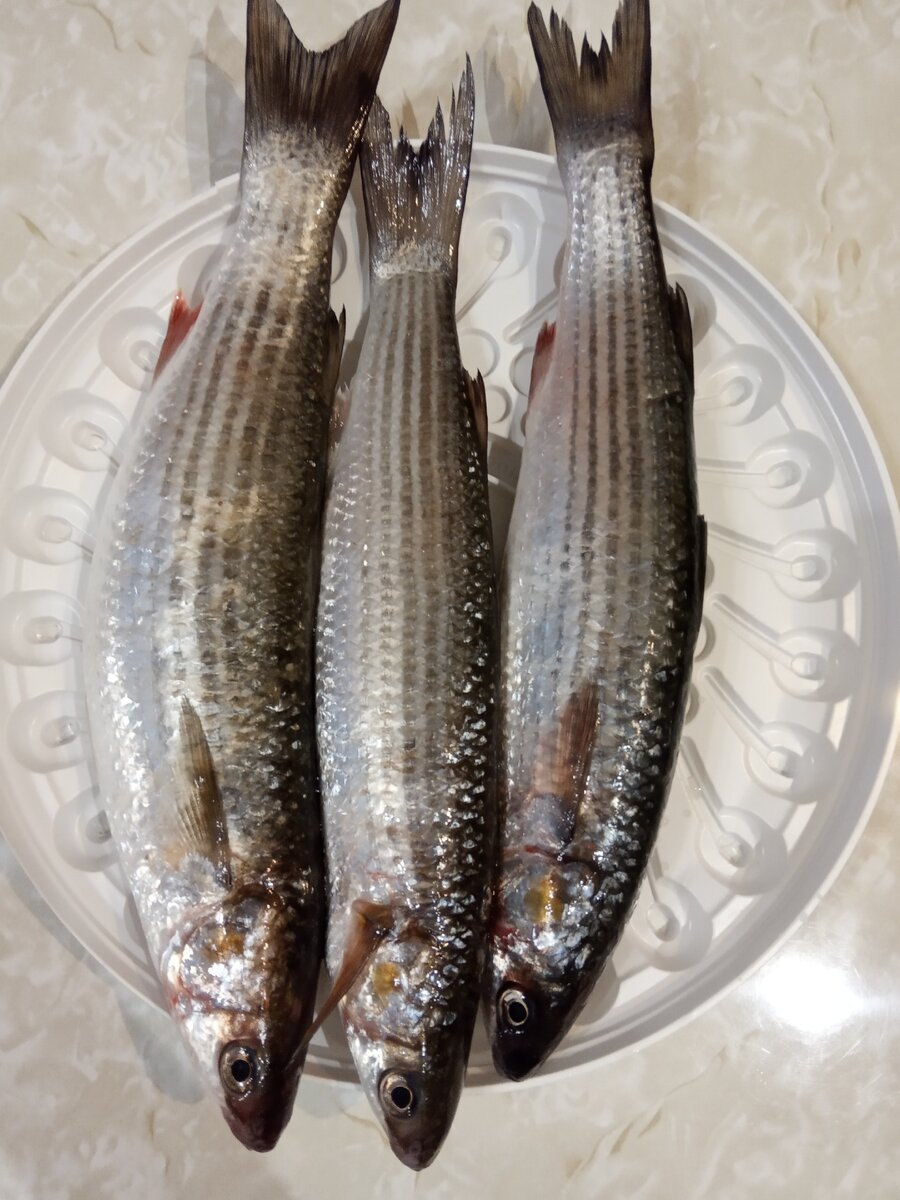 Черноморская рыба пеленгас