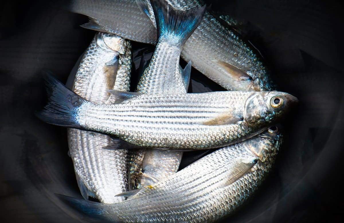 Черноморская рыба пеленгас