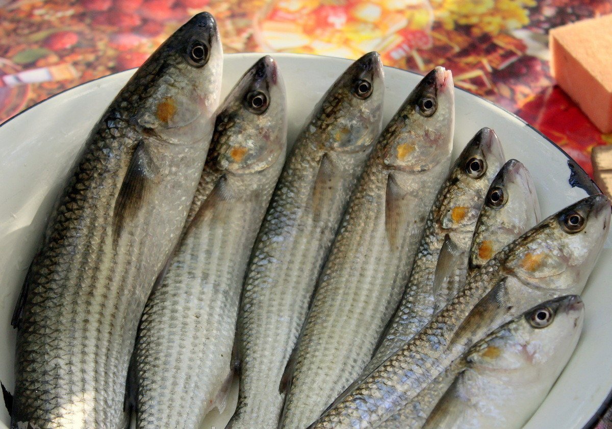 Черноморская рыба пеленгас