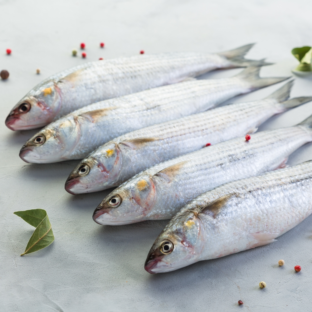 Пеленгас рыба