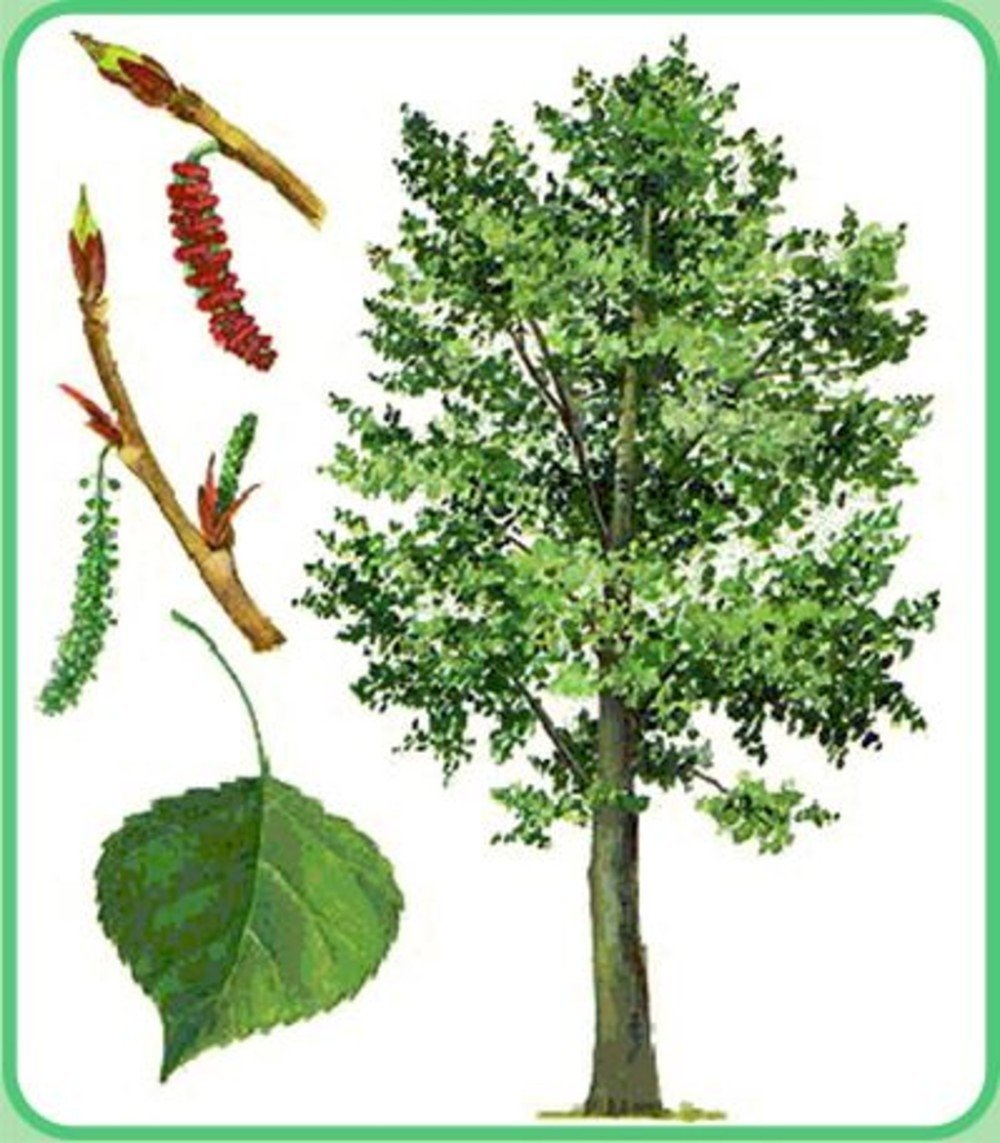 Листья деревьев картинки для детей